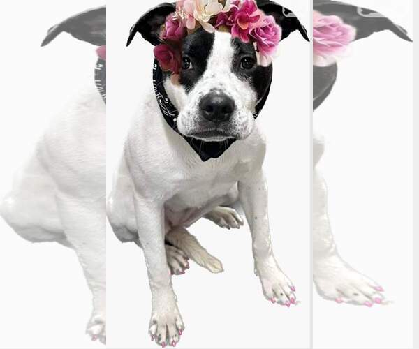 Medium Photo #6 Mutt Puppy For Sale in Marine City, MI, USA