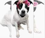 Small #5 Mutt