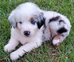 Miniature Australian Shepherd Puppy for sale in POPLARVILLE, MS, USA