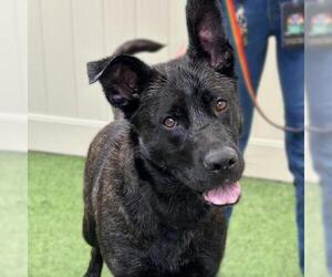 German Shepherd Dog-Unknown Mix Dogs for adoption in Camarillo, CA, USA