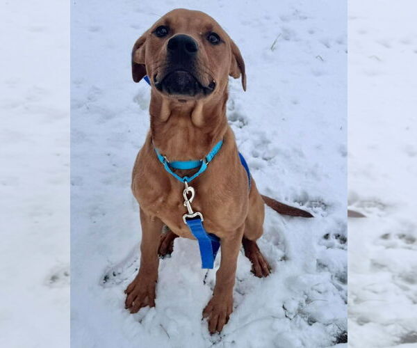 Medium Photo #1 Labrador Retriever-Unknown Mix Puppy For Sale in Muskegon, MI, USA