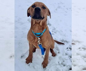 Labrador Retriever-Unknown Mix Dogs for adoption in Muskegon, MI, USA