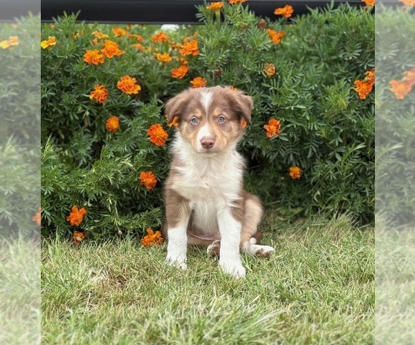 Medium Photo #4 Border Collie-Bordoodle Mix Puppy For Sale in AMES, IA, USA
