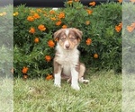 Small #3 Border Collie-Bordoodle Mix