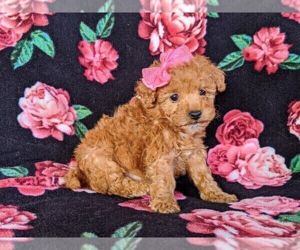 Medium Photo #1 Poodle (Miniature) Puppy For Sale in KINZERS, PA, USA