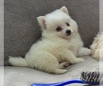 Small Photo #1 Pom-A-Poo Puppy For Sale in FREMONT, MI, USA