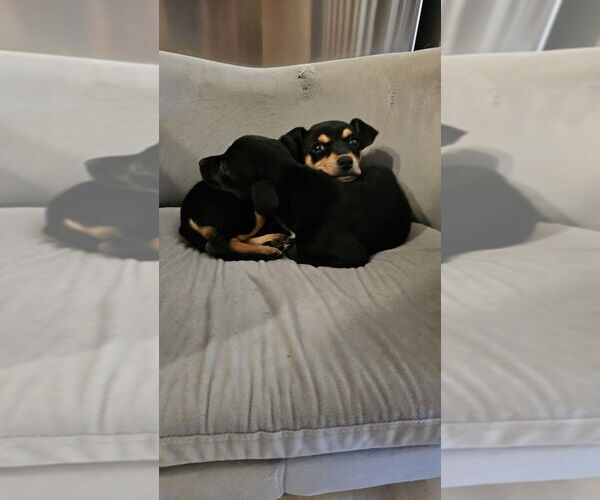 Medium Photo #2 Rat-a-pap Puppy For Sale in Springdale, PA, USA