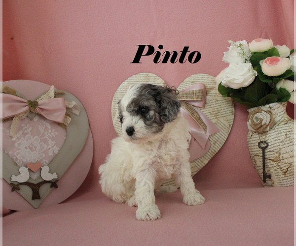 Medium Photo #4 Poodle (Toy) Puppy For Sale in CHANUTE, KS, USA