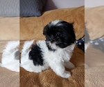 Small Photo #1 Shih Tzu Puppy For Sale in N PORT, FL, USA