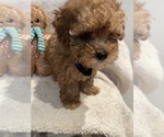 Small Photo #11 Poodle (Toy)-ShihPoo Mix Puppy For Sale in FARMINGTON, MI, USA