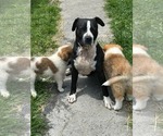 Small #1 Bulldog Mix