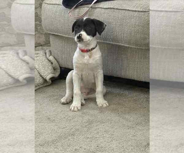 Medium Photo #3 Great Pyrenees-Unknown Mix Puppy For Sale in Springdale, PA, USA