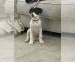 Small #2 Great Pyrenees Mix