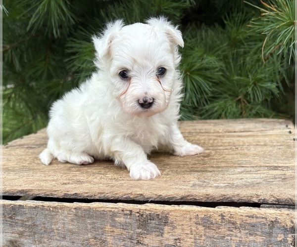 Medium Photo #3 Maltese Puppy For Sale in MIDDLEBURY, IN, USA