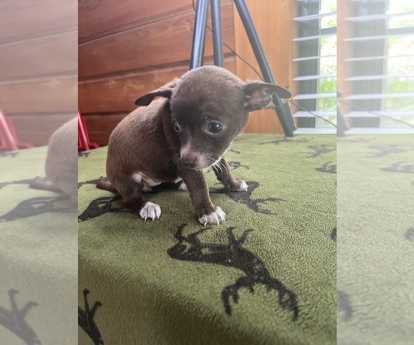 Medium Photo #16 Chihuahua Puppy For Sale in SAINT AUGUSTINE, FL, USA
