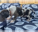 Small Photo #8 Great Dane Puppy For Sale in WILLIS, TX, USA