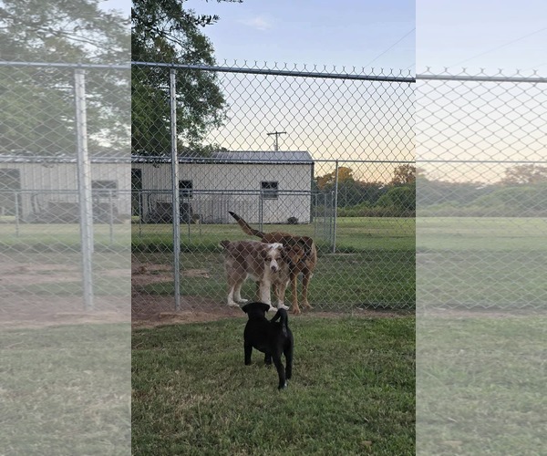 Medium Photo #9 American Pit Bull Terrier-Border Collie Mix Puppy For Sale in Oakhurst, NJ, USA