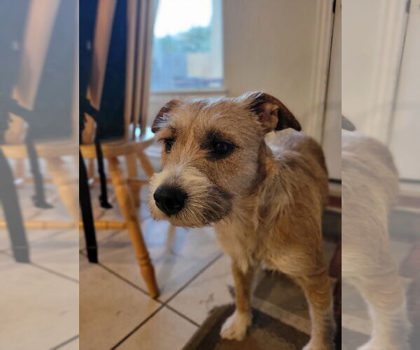 Medium Photo #3 Cairn Terrier-Unknown Mix Puppy For Sale in Missouri City, TX, USA