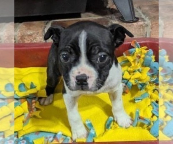 Medium Photo #1 Boston Terrier Puppy For Sale in HOT SPRINGS, SD, USA