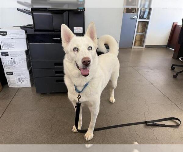 Medium Photo #2 German Shepherd Dog-Siberian Husky Mix Puppy For Sale in Berkeley , CA, USA