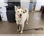 Small Photo #2 German Shepherd Dog-Siberian Husky Mix Puppy For Sale in Berkeley , CA, USA