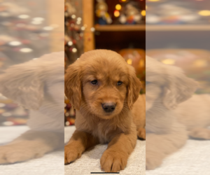 Golden Retriever Dog for Adoption in COLUMBUS, Indiana USA