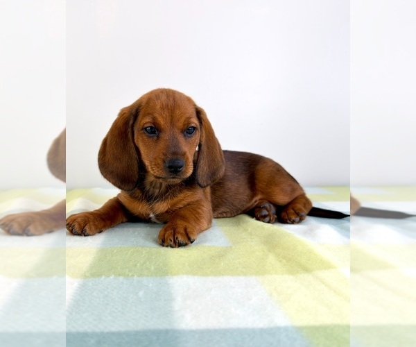 Medium Photo #5 Dorgi Puppy For Sale in GREENFIELD, IN, USA