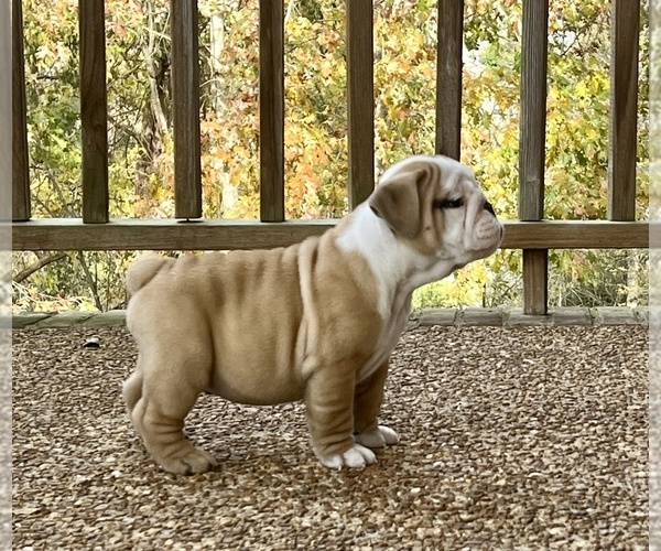 Medium Photo #6 English Bulldog Puppy For Sale in COLUMBIA, TN, USA