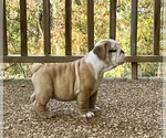 Small Photo #6 English Bulldog Puppy For Sale in COLUMBIA, TN, USA