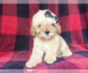 Cock-A-Poo Puppy for sale in LAKELAND, FL, USA