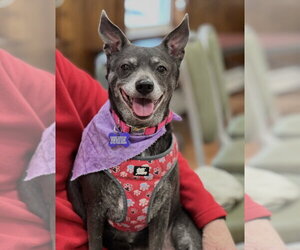 Chihuahua-Unknown Mix Dogs for adoption in East Derry, NH, USA