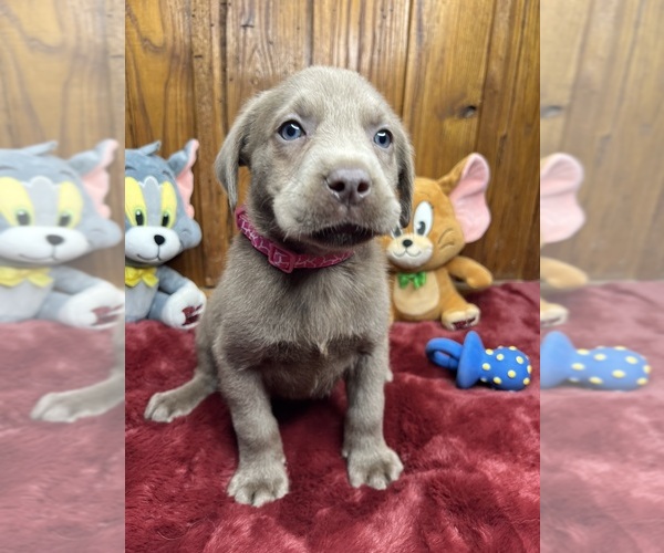 Medium Photo #12 Labrador Retriever Puppy For Sale in NEOLA, WV, USA
