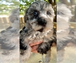 Small Photo #6 Yorkshire Terrier Puppy For Sale in GEORGETOWN, TX, USA