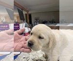 Small Photo #2 Labrador Retriever Puppy For Sale in ROMOLAND, CA, USA