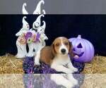 Puppy Puppy Tory Schweenie