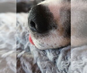 Squeak - Female Mutt Dog for Adoption - Photo #4