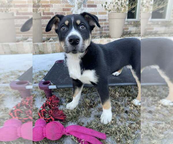 Medium Photo #3 Alaskan Malamute-Unknown Mix Puppy For Sale in Oak Bluffs, MA, USA