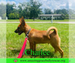 Small #2 Chow Chow Mix
