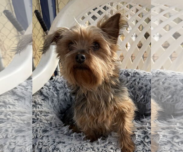 Medium Photo #2 Mutt Puppy For Sale in Pacolet, SC, USA