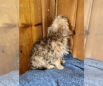 Small Photo #10 Morkie Puppy For Sale in SILVER LAKE, IN, USA