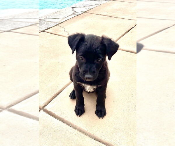 Medium Photo #9 Border Collie-Unknown Mix Puppy For Sale in San Diego, CA, USA