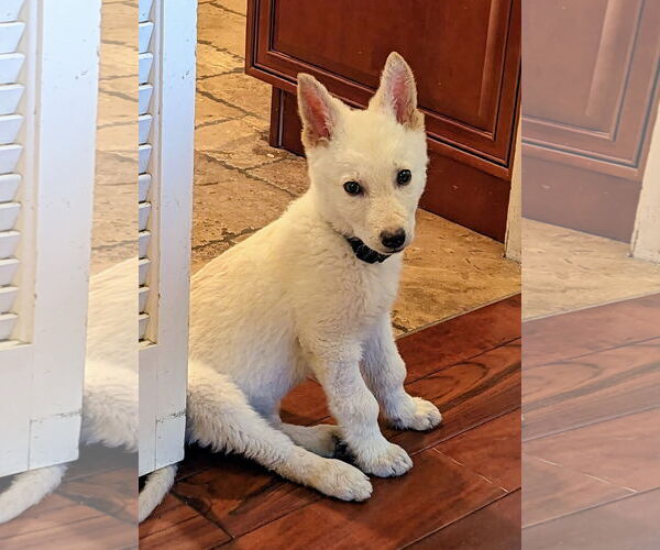 Medium Photo #13 Unknown-white german shepherd Mix Puppy For Sale in Dana Point, CA, USA