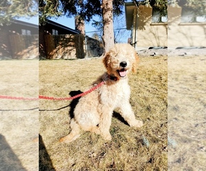 Goldendoodle Puppy for sale in LITTLETON, CO, USA