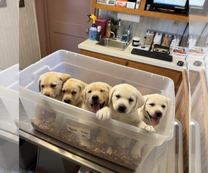 Labrador Retriever Puppy for sale in ALL HEALING SPRINGS, NC, USA