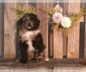 Aussiedoodle Miniature Puppy for sale in FREDERICKSBURG, OH, USA