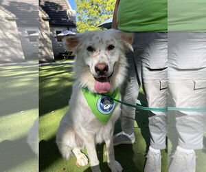 Great Pyrenees-Unknown Mix Dogs for adoption in Houston, TX, USA