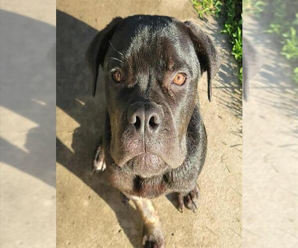 Medium Photo #2 Mutt Puppy For Sale in Stockton, CA, USA