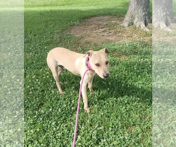 Medium Photo #1 Black Mouth Cur-Labrador Retriever Mix Puppy For Sale in Monticello, MS, USA
