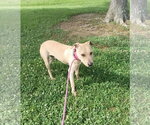 Small Black Mouth Cur-Labrador Retriever Mix