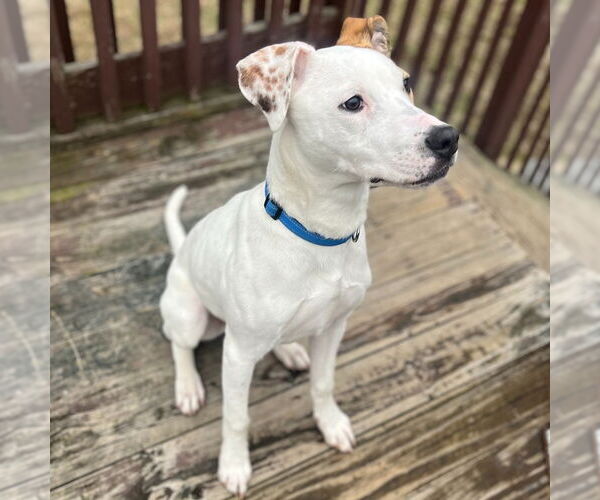 Medium Photo #4 Mutt Puppy For Sale in Canton, CT, USA